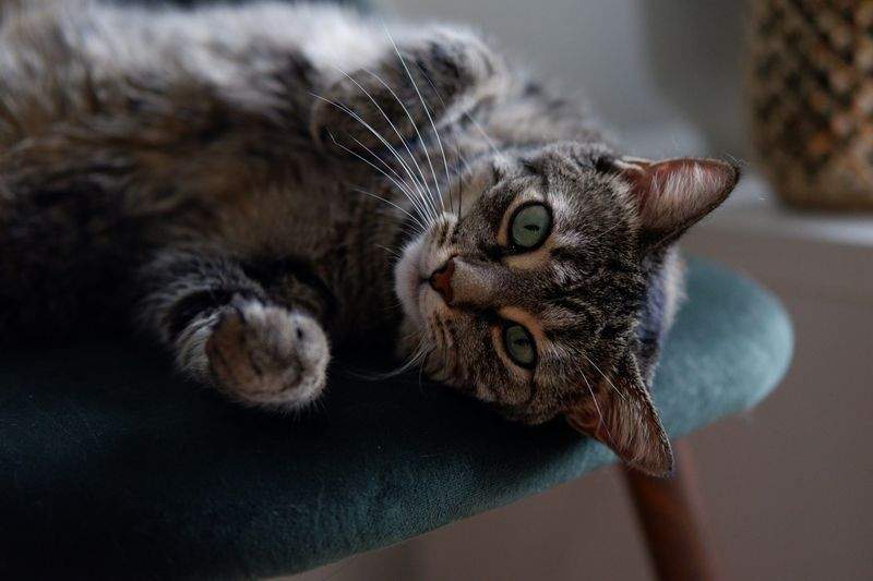 강아지와 함께하는 겨울 산책 팁